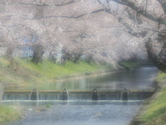 五条川 桜並木