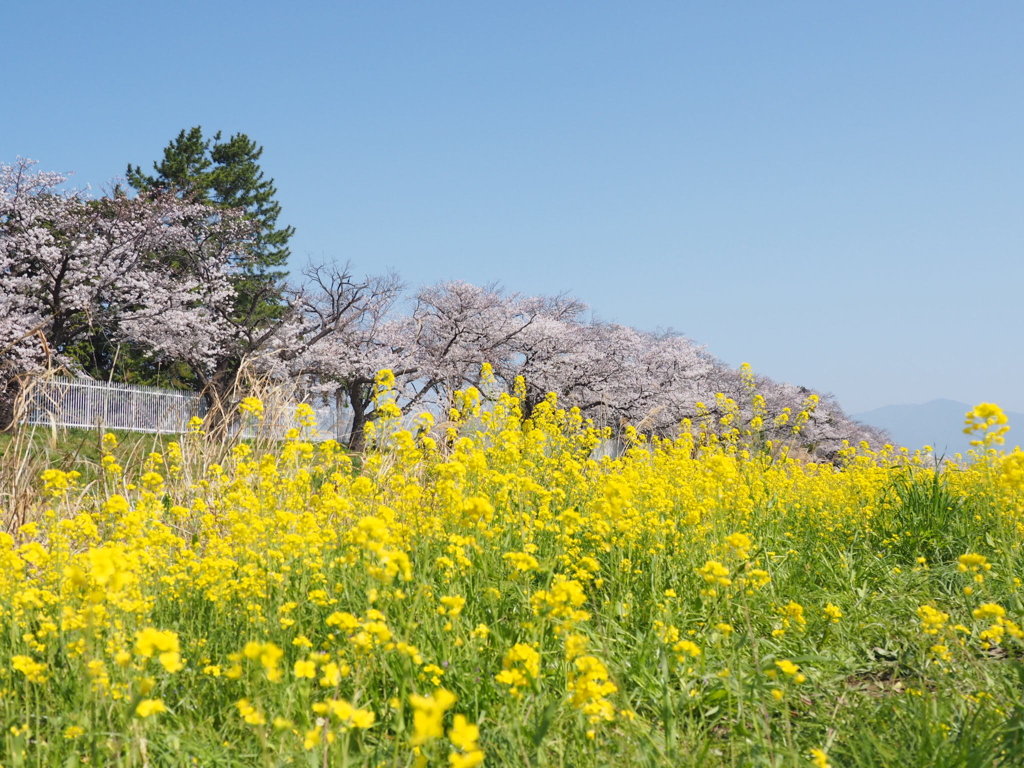 桜と菜の花