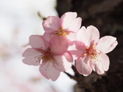 新城市の河津桜