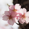 新城市の河津桜