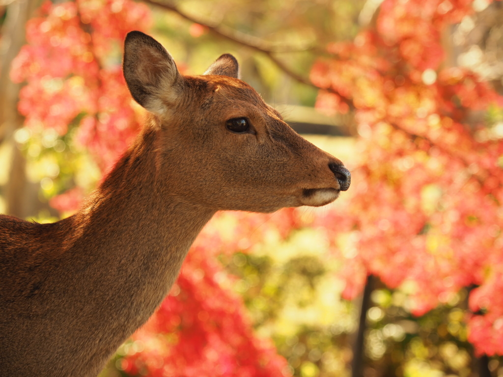 奈良公園の鹿と紅葉