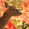 奈良公園の鹿と紅葉