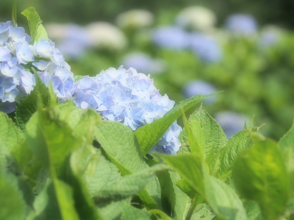 余呉湖の紫陽花 2