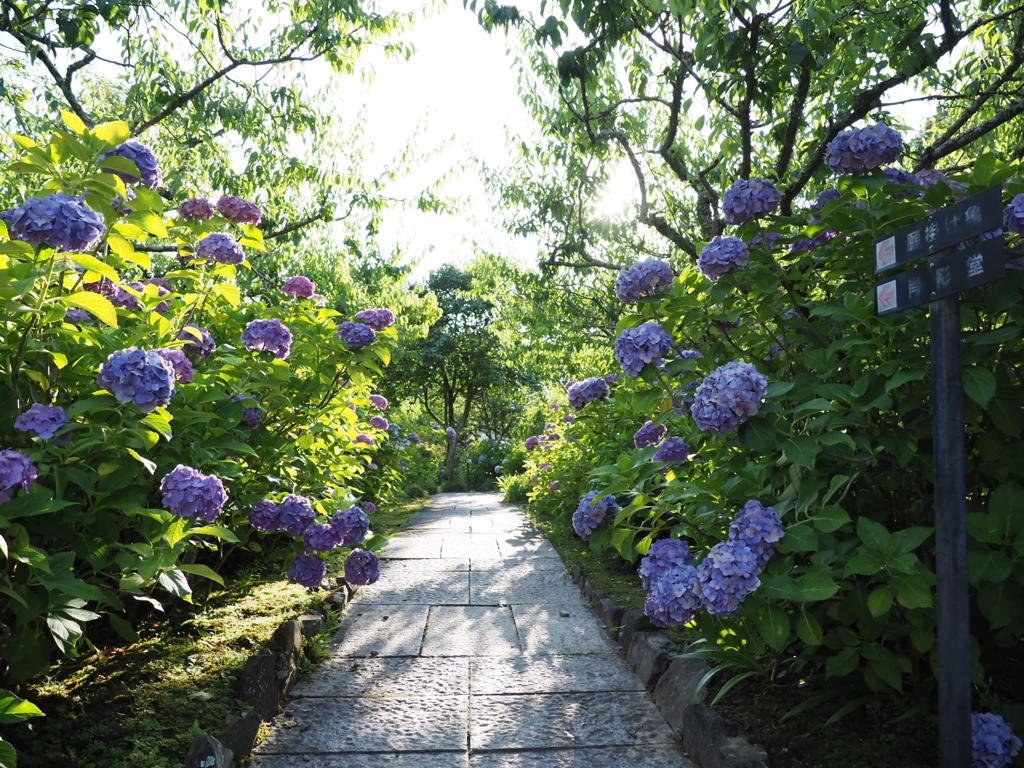 あじさい寺 本光寺の紫陽花