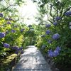 あじさい寺 本光寺の紫陽花