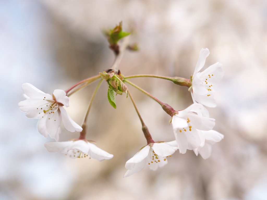 奥山田のしだれ桜2