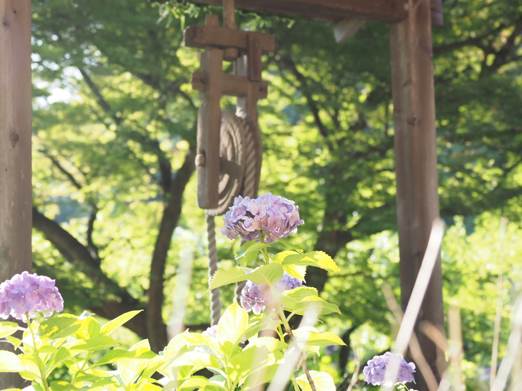 あじさい寺 本光寺の紫陽花