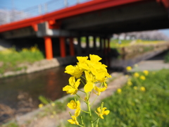 菜の花