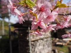 新城市の河津桜2