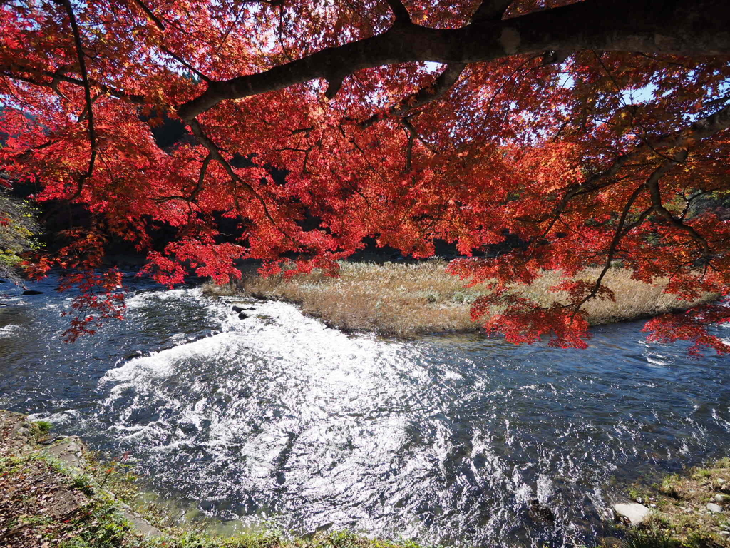 香嵐渓の紅葉