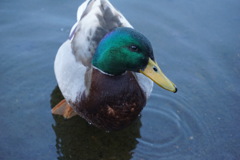 江戸川区行船公園のカモ