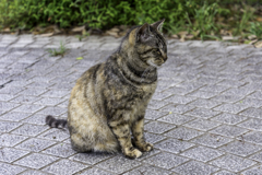 狛犬(猫)か⁉