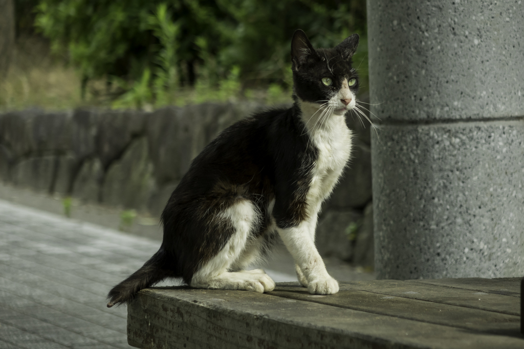 尻尾が痛々しい