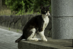 尻尾が痛々しい