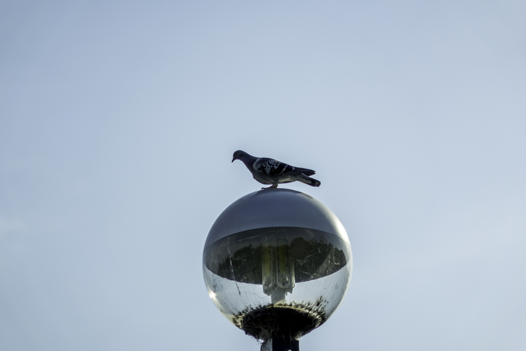 風見鳩