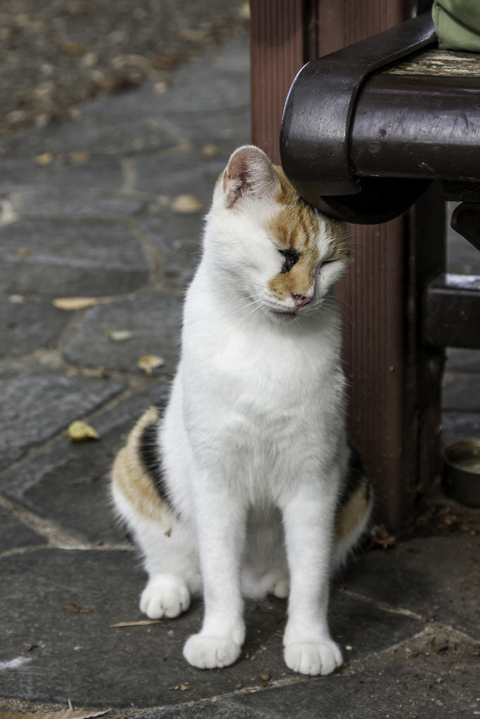 ベンチでもいいから頭を撫でられたいの