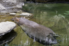 カバのお尻に魚の群れ