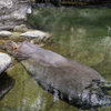 カバのお尻に魚の群れ
