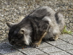 カリカリ頂きます
