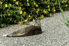 ねぇ～いつまで撮ってるのにゃ？