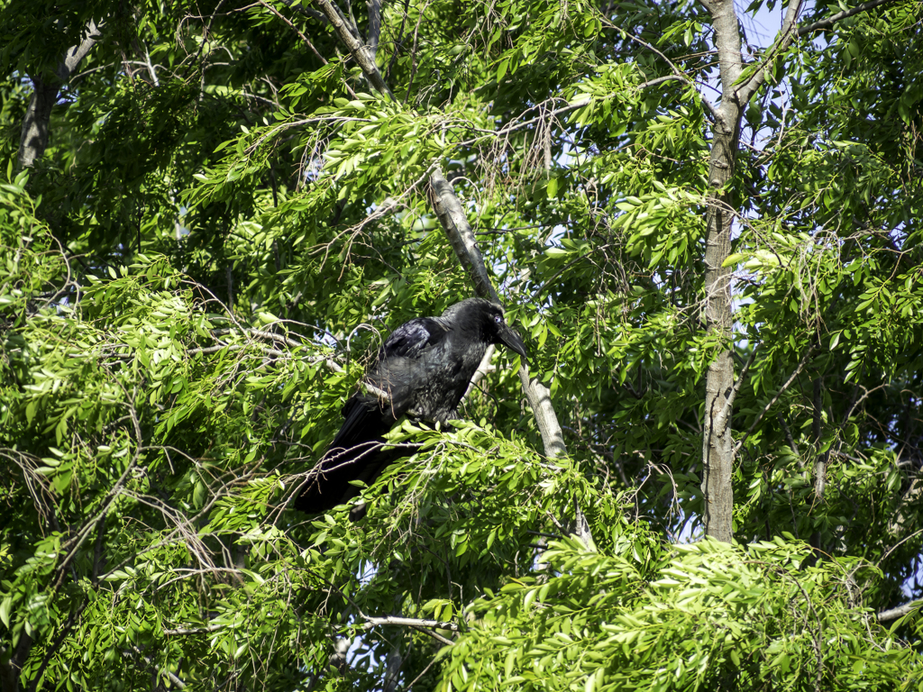 カラスの瞬目