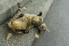 おどけて魅せるタマさん