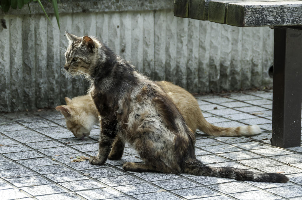 食べないのなら頂いちゃいますよ