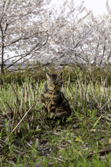 やっぱり花より猫が好き