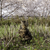 やっぱり花より猫が好き
