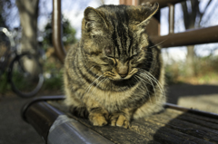 猫も花粉症になるのかなぁ～