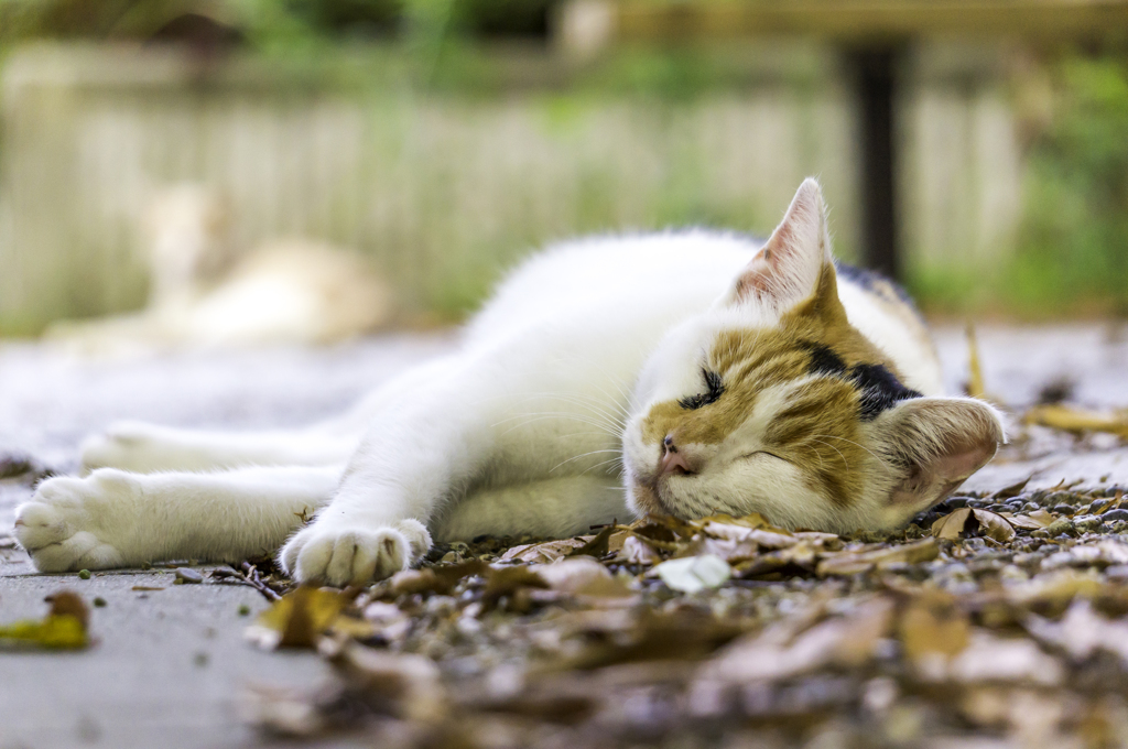 今日は気持ちよく眠れるにゃ～