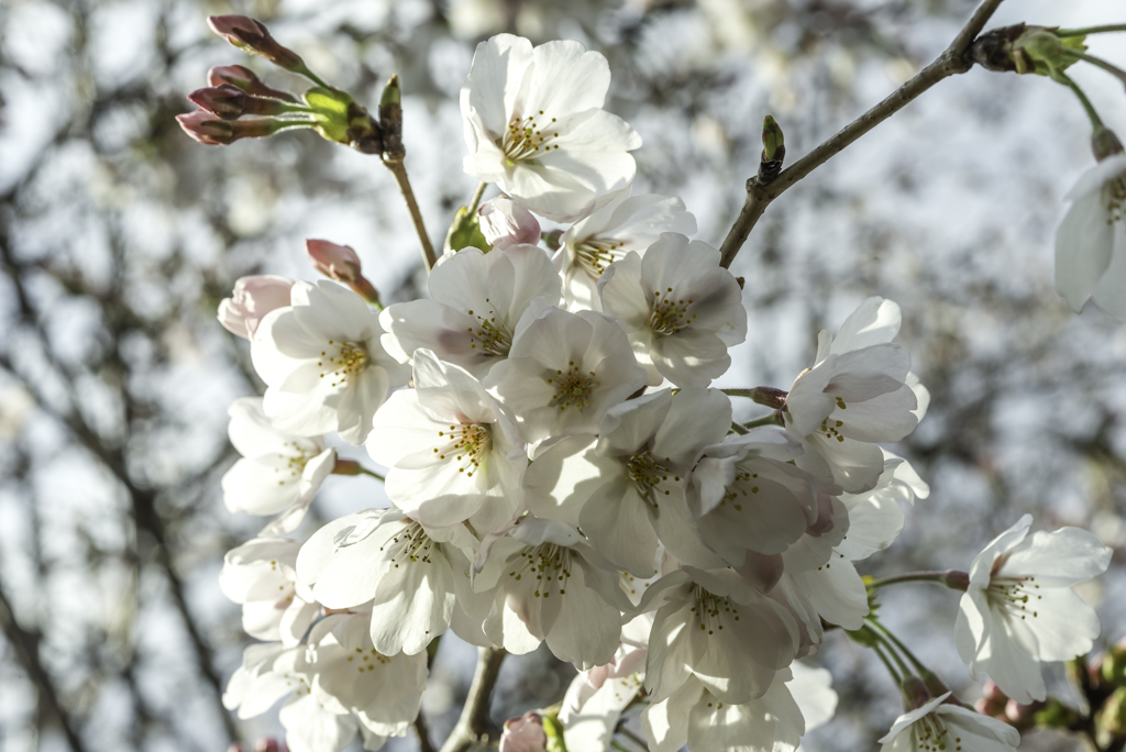 花を撮るのは苦手