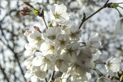 花を撮るのは苦手