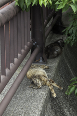ギリギリでいつも寝ていたいから