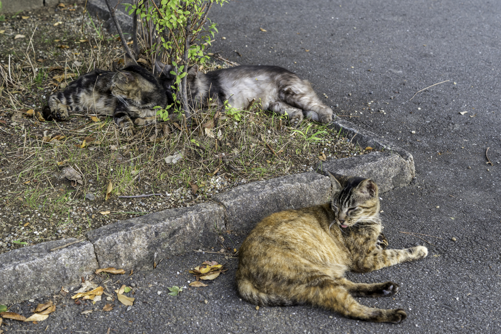 猫さん達のお昼寝会