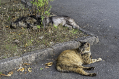 猫さん達のお昼寝会
