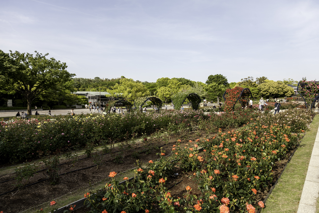 平和のバラ園