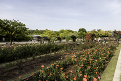 平和のバラ園