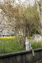 やっぱり花より猫が好き