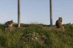 気になるあいつ