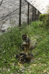 猫に花見はわからない