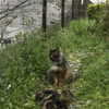 猫に花見はわからない