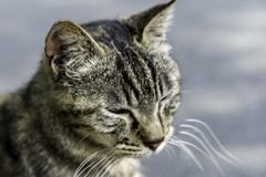 仲良し猫さん