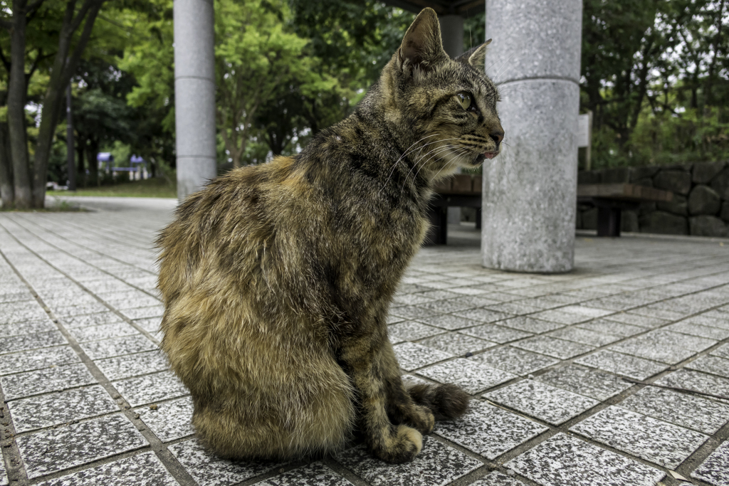 おなかすいたにゃ～