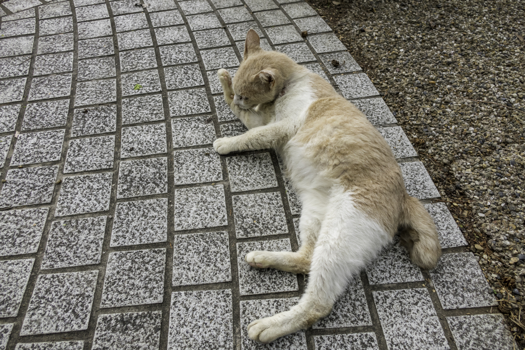 前足のお手入れ