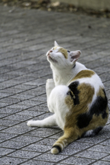 ああ！！痒いわぁ～