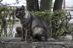 公園の入り口で狛犬(猫)がお出迎え