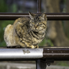 公園猫はベンチ好き