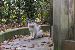 墓守ねこ
