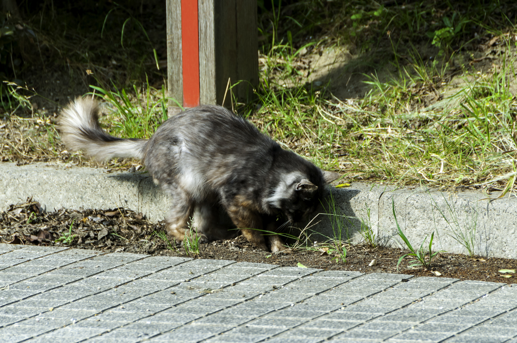 そこ掘れニャンニャン